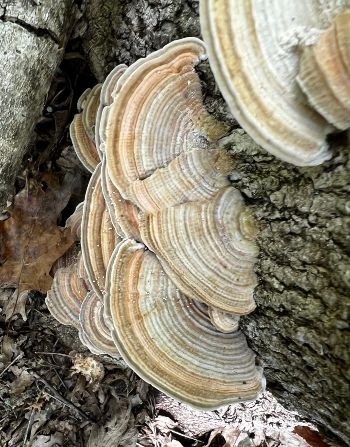 Gilled Polypore